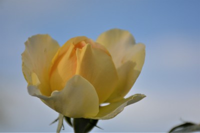 DSC_0599b.jpg