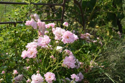 DSC_0603.JPG