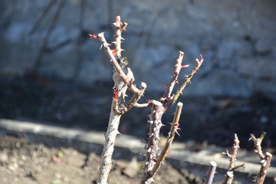DSC_5720.JPG