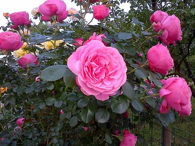 Rosenschnittkurs 2016.jpg