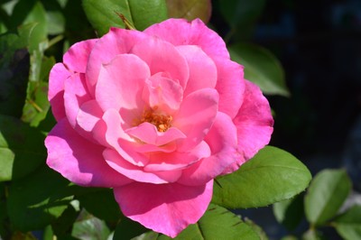 DSC_2615k.JPG