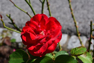 DSC_7331k_DSC_2612k.JPG