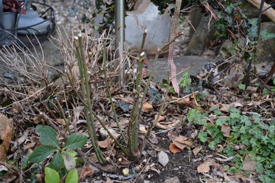 y_DSC_7326k.JPG