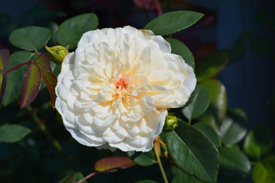 zDSC_2614k.JPG