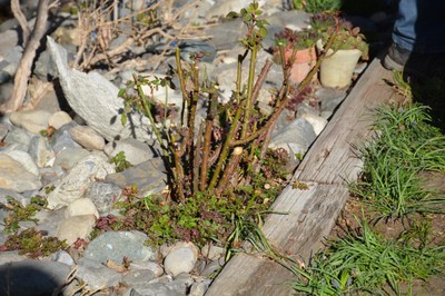 DSC_9663.JPG