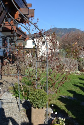 DSC_9664b.jpg