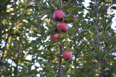 DSC_3272b.jpg