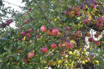 DSC_3273.JPG