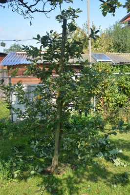 DSC_0715b.JPG