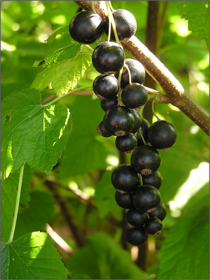Schwarze Johannisbeeren.png