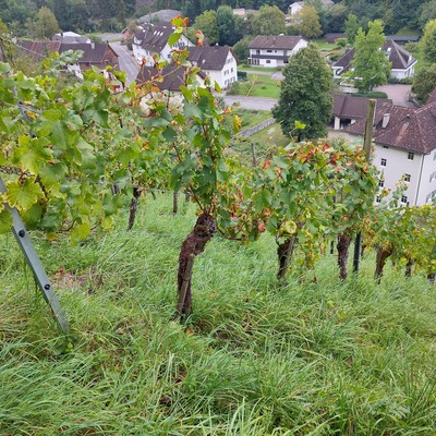 Torkelbaum, Wein und Grappa mit dem OGV Sulz-Röthis am Mittwoch 13 September 2023