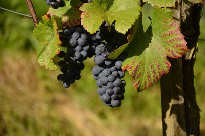 DSC_6682k.jpg