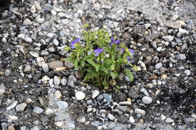 00 DSC_5198.JPG