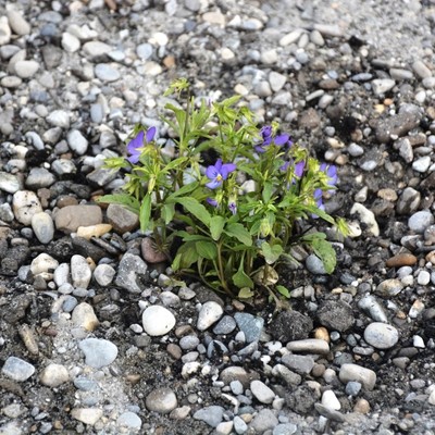 Wildblumen für Wildbienen - Verkehrsbegleitfläche beim Schöffenweg in Sulz