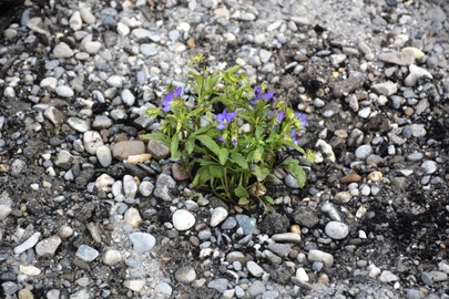 Wildblumen für Wildbienen - Verkehrsbegleitfläche beim Schöffenweg in Sulz