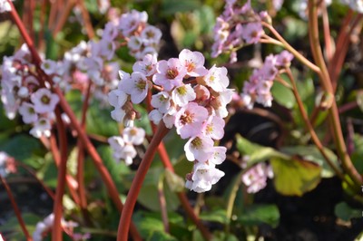 DSC_5805.JPG