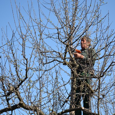 Winter-Obstbaumschnittkurs mit Lothar Lins am Sa. 26.3.22