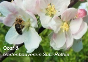 OGV Sulz-Röthis