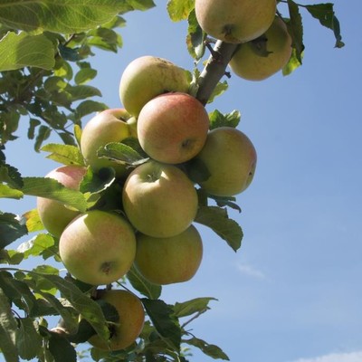 Baum- und Beerenbestellung