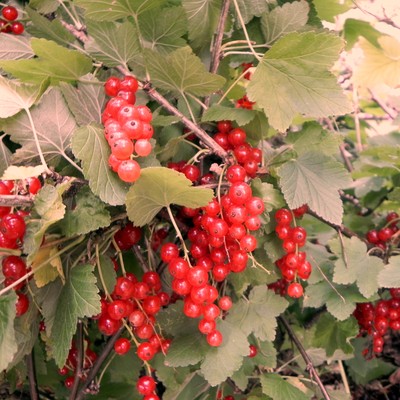 Beerenschnittkurs
