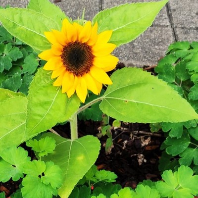 Gartenbegehung Schulgarten BSBZ Hohenems