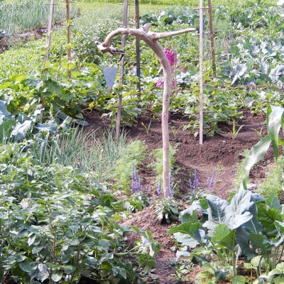 Gartenbegehung Gemeinschaftsgarten und Schulgarten Bezau am Sa. 19 Aug. 2017