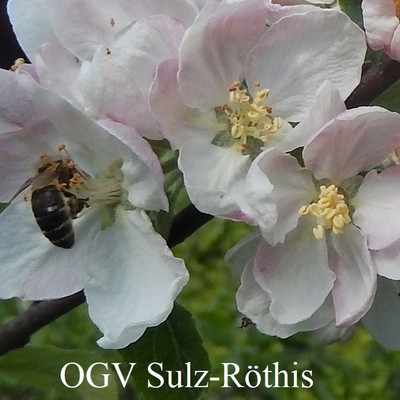 Generalversammlung 2020 des OGV Sulz-Röthis - ABGESAGT!
