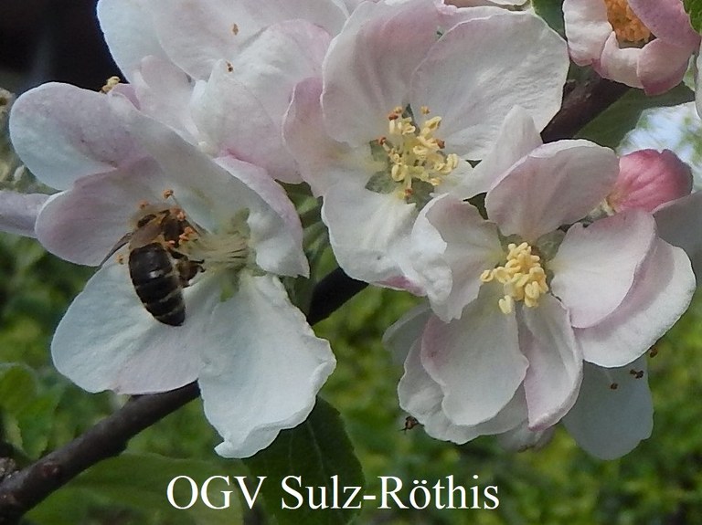 OGV Sulz-Röthis