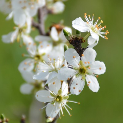 Kirschblüte in Fraxern - Terminänderung!