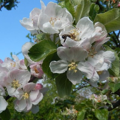 Mein Garten – Ein Bienenparadies
