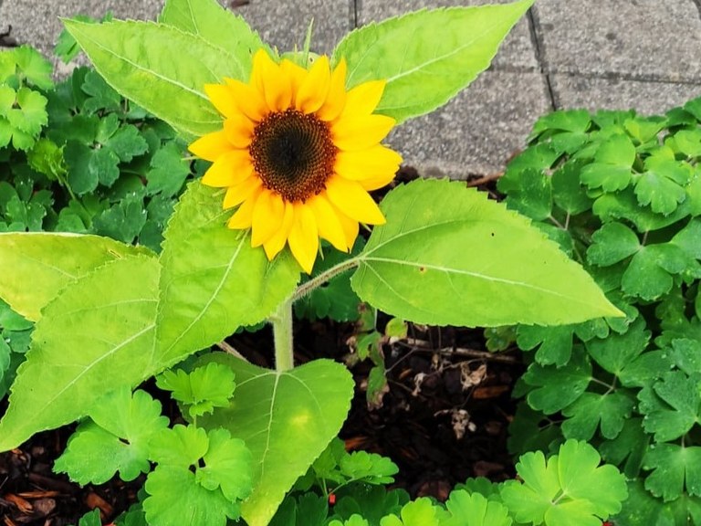 Sonnenblume