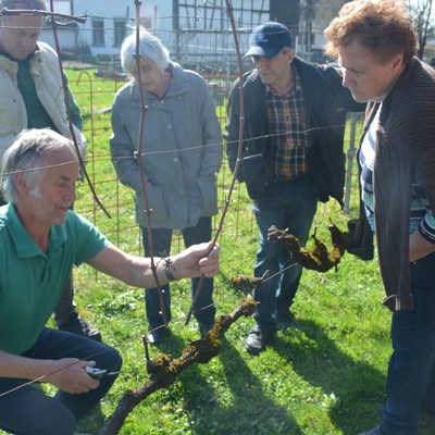 Rebenschnittkurs mit Franz Nachbaur