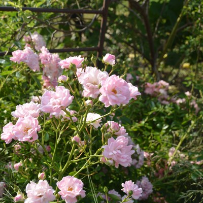 Rosenpflege nach der Blüte mit Rudi Waibel