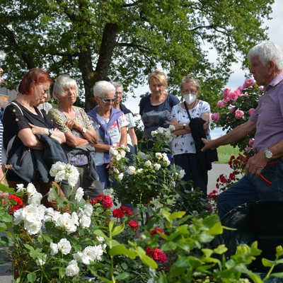 Rosenpflege nach der Blüte mit Rudi Waibel