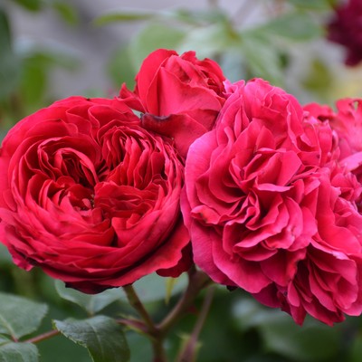 Rosenpflege nach der Blüte mit Rudi Waibel - Terminänderung!