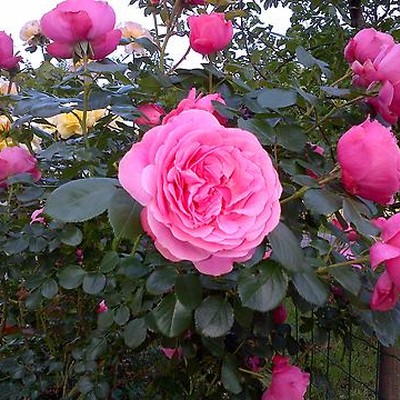Rosenschnittkurs