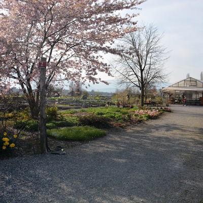 Stauden im Frühling