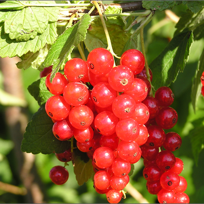 Süß und saftig – einfach beerig – Tipps im Beerengarten!