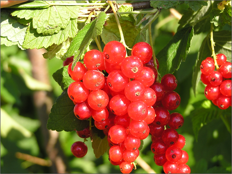 Rote Johannisbeeren, Foto: Peter Klaus Gmeiner