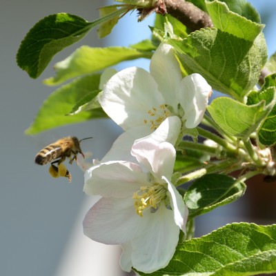 Tag des offenen Bienenstocks mit Reinhard Sardelic