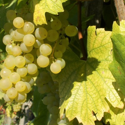 Torkelbaum, Wein und Grappa mit dem OGV Sulz-Röthis
