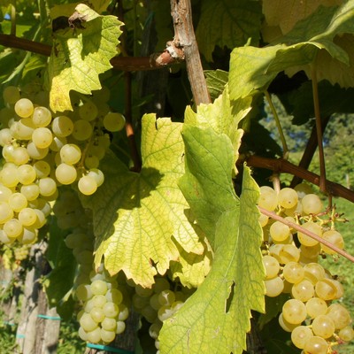 Torkelbaum, Wein und Grappa -- AUSGEBUCHT --