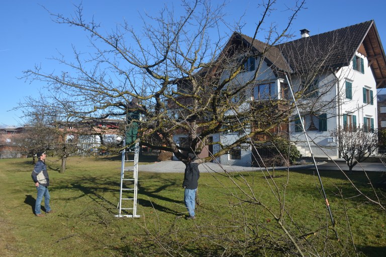 Erich Bachmann, Baumwärter
