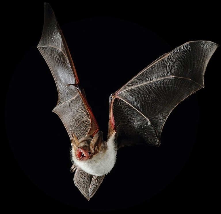 Fledermaus © Katja Trezek