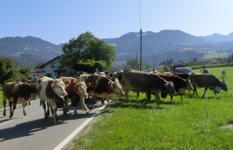 Alpabtrieb 2019_02.jpg
