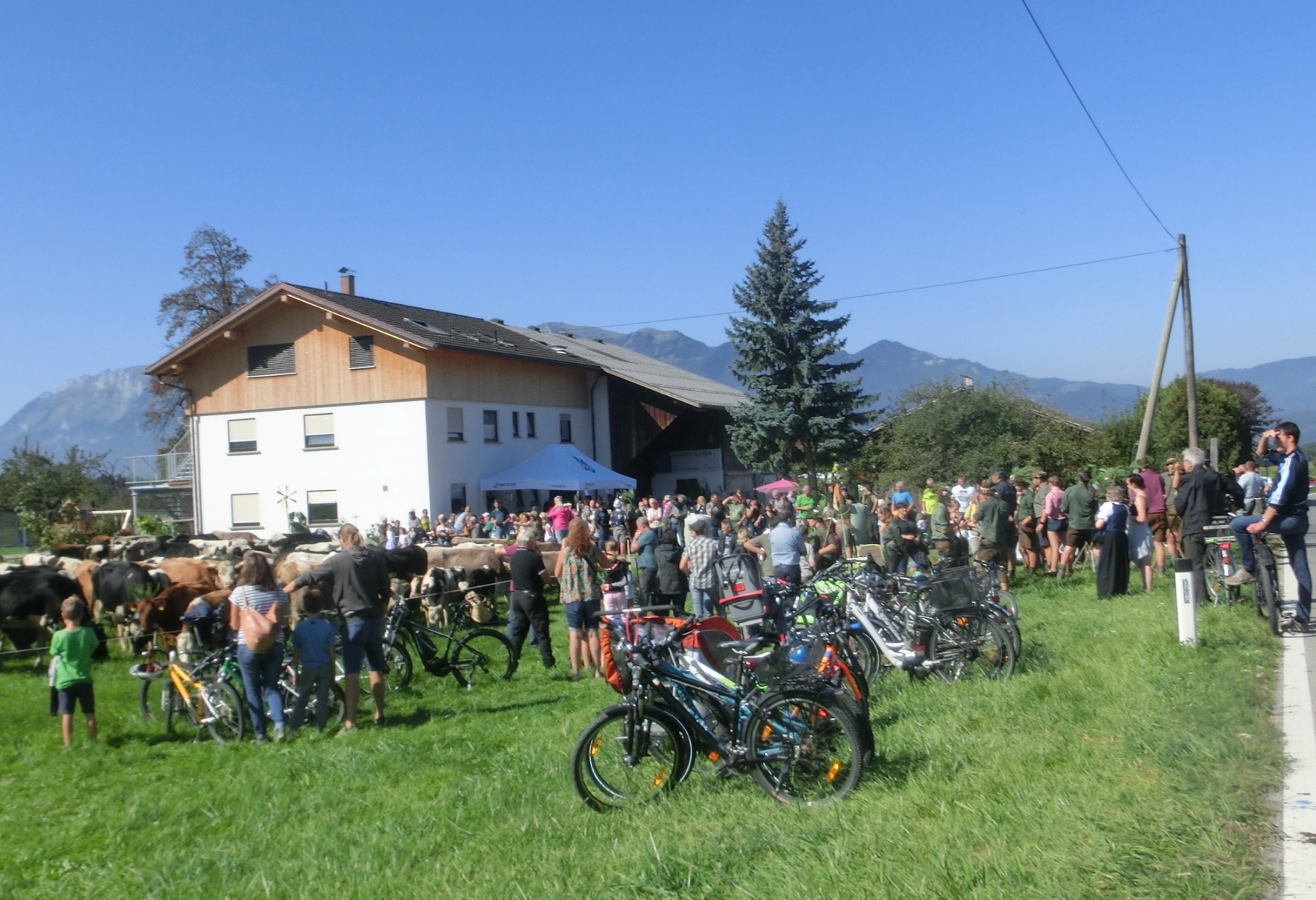 Alpabtrieb 2019_13.jpg