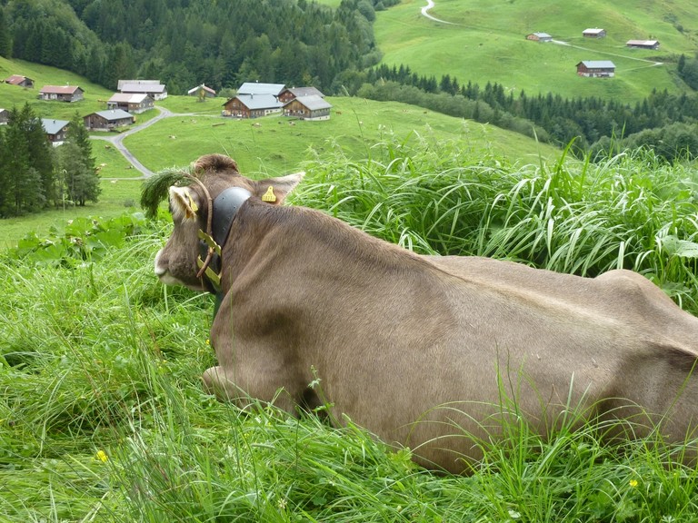 Alpwoche 12.jpg