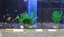 Aquarienbörse 2018 F.jpg