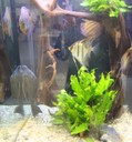 Aquarienbörse 2018 G.jpg