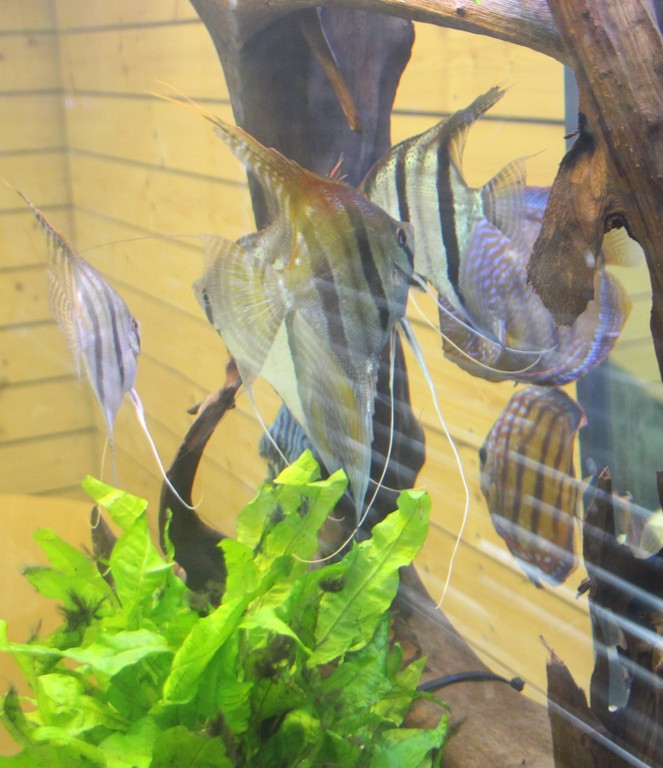 Aquarienbörse 2018 H.jpg